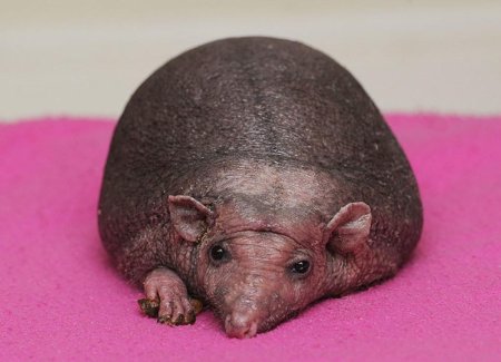 Лысый еж Нельсон