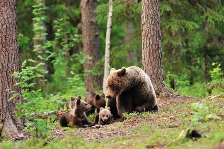 Медведь в лесу