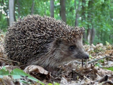 Лесной еж в Кировской области