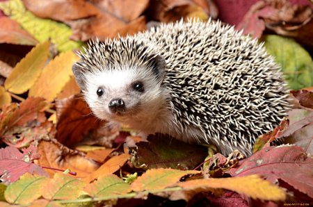 Ежик осенью