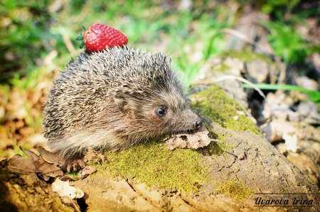 Еж Ильменский заповедник