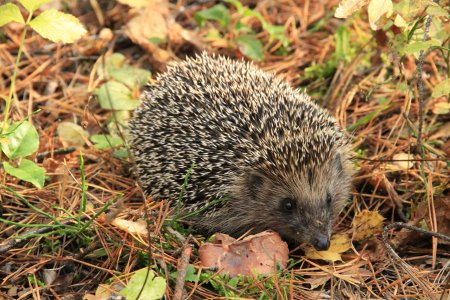 Еж в лесу