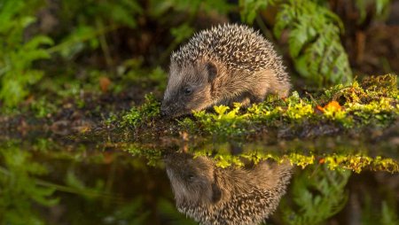 Керженский заповедник еж обыкновенный
