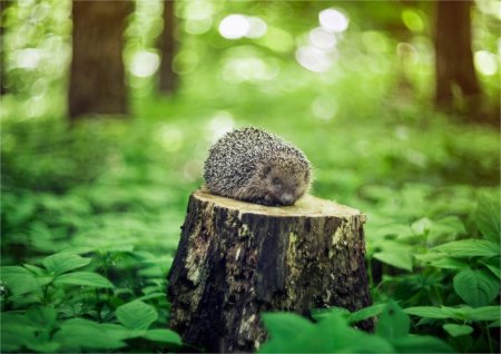 Домик ежика в природе