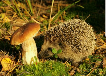 Ежик осенью