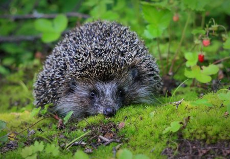 Еж обыкновенный Лесной