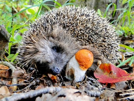 Ежик в лесу