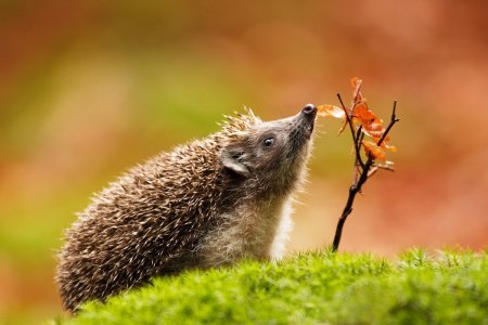 Ежик осенью