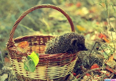 Ежик с грибами и ягодами