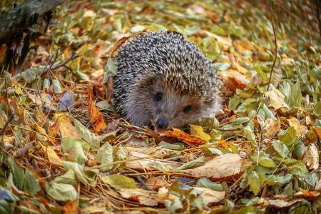Еж в осеннем лесу