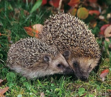 Амурский еж