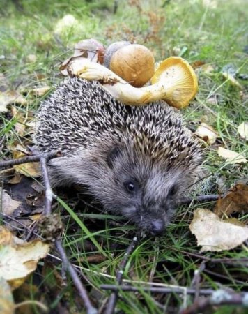 Ежик с грибами