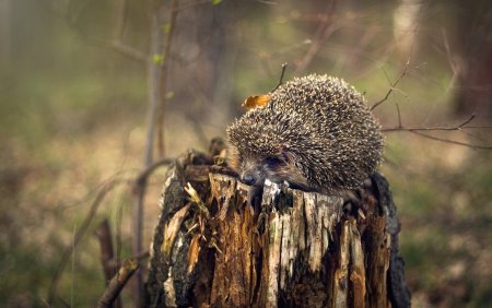Ежик в лесу