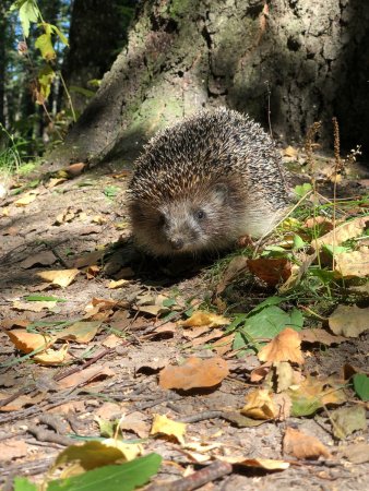 Ежата в лесу