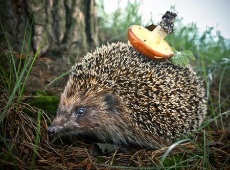 Еж в лесу