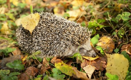 Еж в листьях