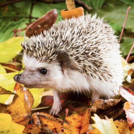 Ежик осенью