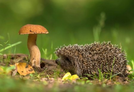 Ежик и грибочек