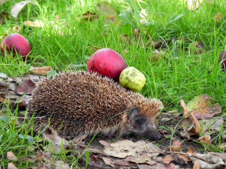 Ежик с яблоком