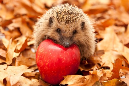 Ежик осенью