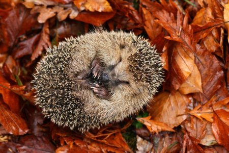 Еж в спячке
