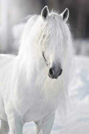 Андалузская лошадь белоснежная
