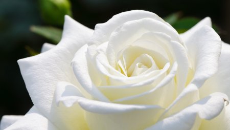 Роза белая чайно-гибридная белая лебедь