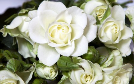 Роза Уайт бир