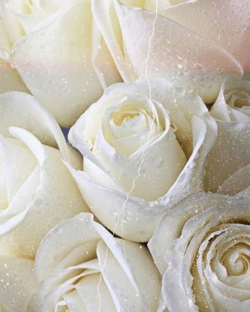 Роуз Уайт роза