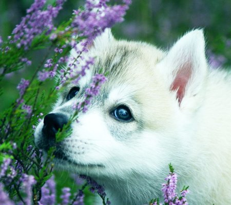 Красивые звери