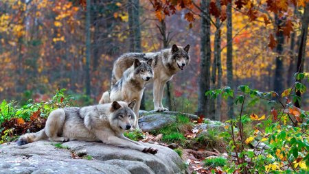 Карпатский волк