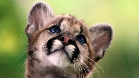 Милые животные