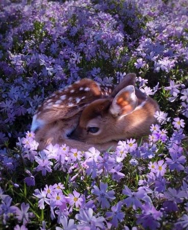 Весна природа животные