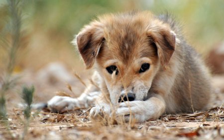 Живые щенки