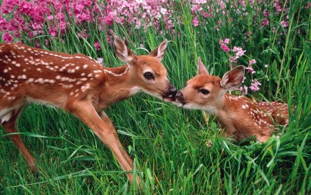 Пятнистый олень Оленята