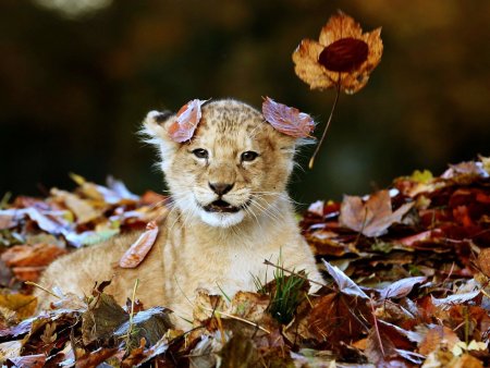 Животные в листве