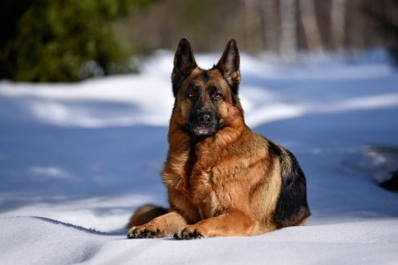 Дейк немецкая овчарка