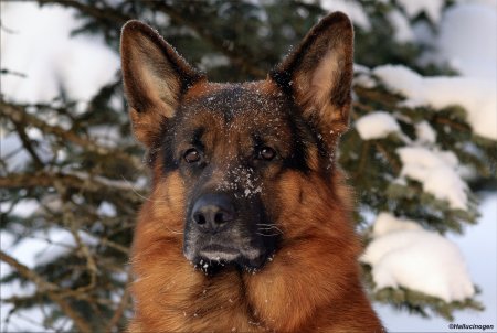 Германская овчарка