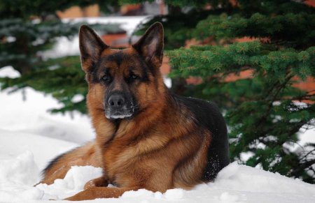 Породы собак немецкая овчарка