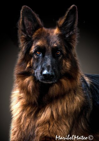 Немецкая овчарка Шеферд