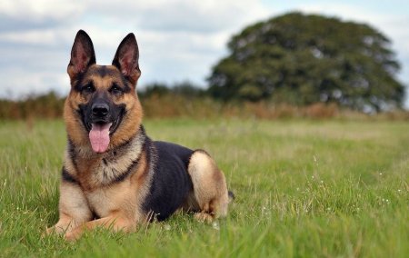 Немецкая овчарка Лекси