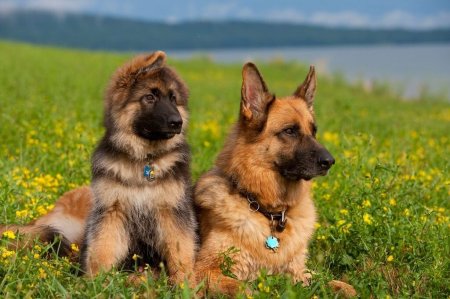 Собака немецкая овчарка