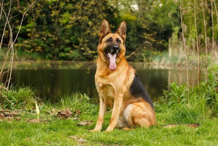 Породы собак немецкая овчарка