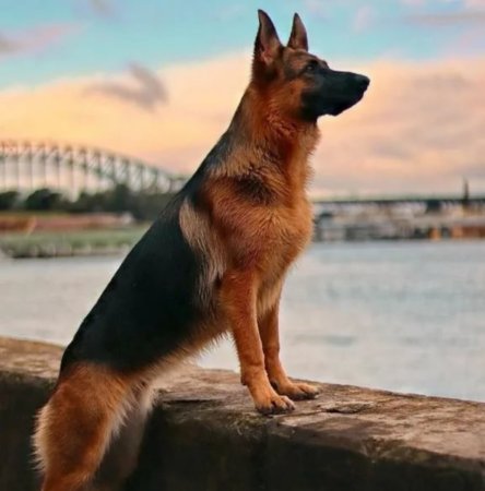 Собака немецкая овчарка короткошерстная