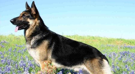 Немецкая овчарка Шеферд