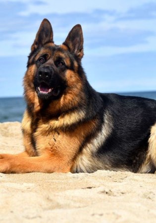 Немецкая овчарка Шеферд