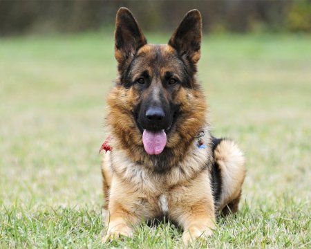 Собака немецкая овчарка