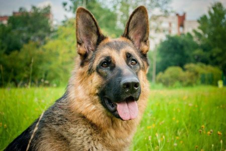 Собака немецкая овчарка
