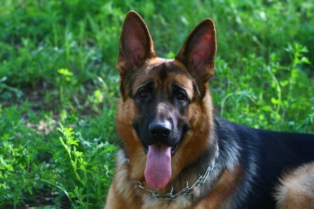 Собака немецкая овчарка