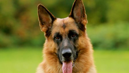 Собака немецкая овчарка